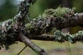 Usnea barbata ,old man`s beard, or beard lichen growing naturally on turkey oak tree in Florida, natural antiobiotic Royalty Free Stock Photo