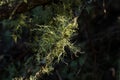 Usnea barbata ,old man`s beard, or beard lichen growing naturally on turkey oak tree in Florida, natural antiobiotic Royalty Free Stock Photo