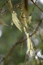 Usnea barbata, old man's beard on a fir tree branch