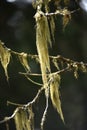 Usnea barbata, old man's beard on a fir tree branch