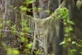 Usnea barbata, old man`s beard fungus on a pine tree Royalty Free Stock Photo