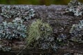 Usnea barbata ,old man`s beard, or beard lichen growing naturally on turkey oak tree in Florida, natural antiobiotic Royalty Free Stock Photo