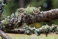 Usnea barbata ,old man`s beard, or beard lichen growing naturally on turkey oak tree in Florida, natural antiobiotic Royalty Free Stock Photo