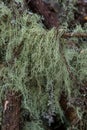 Usnea barbata ,old man`s beard, or beard lichen growing naturally on turkey oak tree in Florida, natural antiobiotic Royalty Free Stock Photo