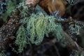 Usnea barbata ,old man`s beard, or beard lichen growing naturally on turkey oak tree in Florida, natural antiobiotic Royalty Free Stock Photo