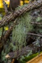 Usnea barbata ,old man`s beard, or beard lichen growing naturally on turkey oak tree in Florida, natural antiobiotic Royalty Free Stock Photo