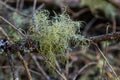 Usnea barbata ,old man`s beard, or beard lichen growing naturally on turkey oak tree in Florida, natural antiobiotic Royalty Free Stock Photo