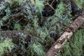 Usnea barbata ,old man\'s beard, or beard lichen growing naturally on turkey oak tree in Florida, natural antiobiotic Royalty Free Stock Photo