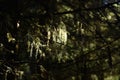 Usnea barbata, old man's beard hanging on fir tree branch