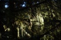 Usnea barbata, old man's beard hanging on fir tree branch