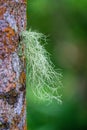 Usnea cornuta (old man\'s beard, beard lichen, beard moss, tahi angin, kayu angin, rasuk angin) Royalty Free Stock Photo