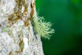Usnea cornuta (old man\'s beard, beard lichen, beard moss, tahi angin, kayu angin, rasuk angin) Royalty Free Stock Photo