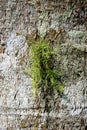 Usnea cornuta (old man\'s beard, beard lichen, beard moss, tahi angin, kayu angin, rasuk angin) Royalty Free Stock Photo