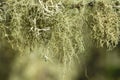 Usnea and evernia lichens