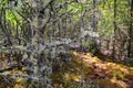 Usnea filamentous on tree branches