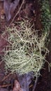 usnea filipendula is a fishbone beard moss plant that I found in the forest Royalty Free Stock Photo