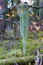 Usnea lichen Royalty Free Stock Photo