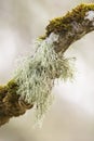 Usnea lichen on a tree branch Royalty Free Stock Photo