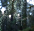 Usnea lichen with water drops Royalty Free Stock Photo