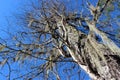 Usnea on the old tree. Royalty Free Stock Photo