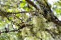 Green lichen on the native tree. Royalty Free Stock Photo