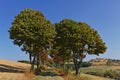 Usseln, Germany - Tree-lined country lane in autumn with rolling hills and blue sky in the background Royalty Free Stock Photo