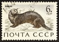 USSR - CIRCA 1971: A post stamp printed in USSR shows Sea Otter, series Sea Mammals.