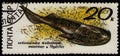 USSR - CIRCA 1990: Cephalaspis, trout-sized detritivorous fish that lived in estuaries of the early Devonian