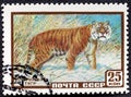 USSR-circa 1957: postage stamp printed of the USSR with the image and inscription in Russian Ussurian tiger , from the Royalty Free Stock Photo