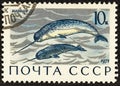 USSR - CIRCA 1971: Postage stamp printed in the USSR, which depicts the sea animal narwhal.