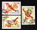 USSR - CIRCA 1981: a series of stamps printed in USSR, shows song birds, CIRCA 1981