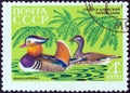 USSR - CIRCA 1970: A stamp printed in USSR from the `Fauna of Sikhote-Alin Nature Reserve` issue shows Mandarins, circa 1970. Royalty Free Stock Photo