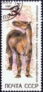 USSR - CIRCA 1990: A stamp printed in USSR from the `Prehistoric Animals` issue shows Chalicotherium, circa 1990.