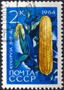 USSR - CIRCA 1964: A stamp printed in USSR Russia shows a agricultural crop with the inscription Maize Zea mays from the