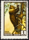 USSR - CIRCA 1961: A stamp printed in USSR Russia shows Brown bear with the inscription Ursus arctos from the series