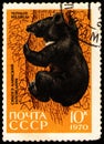 USSR - CIRCA 1970: stamp printed in USSR, shows animal Asiatic Black Bear Ursus thibetanus, circa 1970 Royalty Free Stock Photo