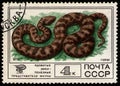 USSR - CIRCA 1977: stamp printed in USSR, shows animal Levantine Viper Vipera lebetina, circa 1977