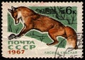 USSR - CIRCA 1967: stamp printed in USSR, shows animal Red Fox Vulpes vulpes, circa 1967