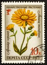 USSR - CIRCA 1973: A stamp printed in USSR shows a Arnica montana, herb series.