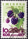 USSR - CIRCA 1964: A stamp printed in the USSR shows a Blackberry from the series Berries , circa 1964