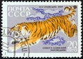 USSR - CIRCA 1970: A stamp printed in USSR shows a Siberian tiger, circa 1970. Royalty Free Stock Photo