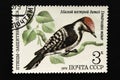 .The USSR postage stamp, Series - Birds - Demonstrators of the Forest, 1979