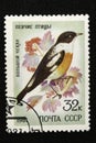 The USSR postage stamp, series - Songbirds, 1981 Royalty Free Stock Photo