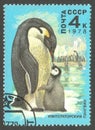 Antarctica, Emperor Penguin