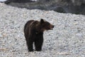 Ussuri brown bear Ursus arctos lasiotus. brown bear on the beach in the morning Shiretoko Peninsula. Hokkaido. Japan