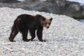 Ussuri brown bear Ursus arctos lasiotus. brown bear on the beach in the morning Shiretoko Peninsula. Hokkaido. Japan