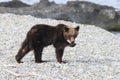 Ussuri brown bear Ursus arctos lasiotus. brown bear on the beach in the morning Shiretoko Peninsula. Hokkaido. Japan