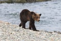 Ussuri brown bear Ursus arctos lasiotus. brown bear on the beach in the morning Shiretoko Peninsula. Hokkaido. Japan