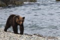 Ussuri brown bear Ursus arctos lasiotus. brown bear on the beach in the morning Shiretoko Peninsula. Hokkaido. Japan