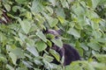 Ussuri brown bear Ursus arctos lasiotus. Shiretoko National Park. Shiretoko Peninsula. Hokkaido. Japan